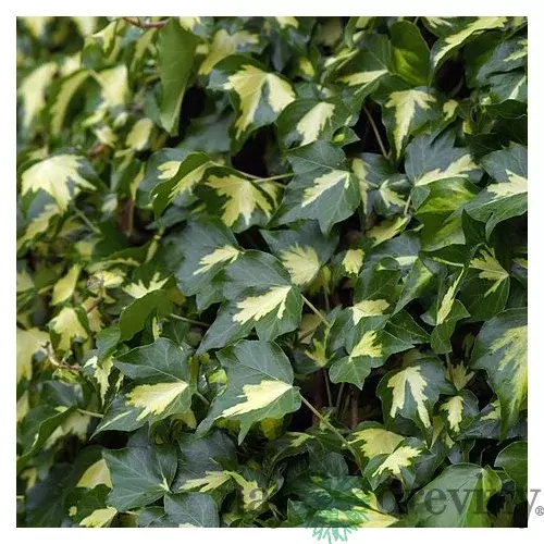 Brečtan popínavý Goldheart, 50/70 cm, v črepníku 2l Hedera helix Goldheart