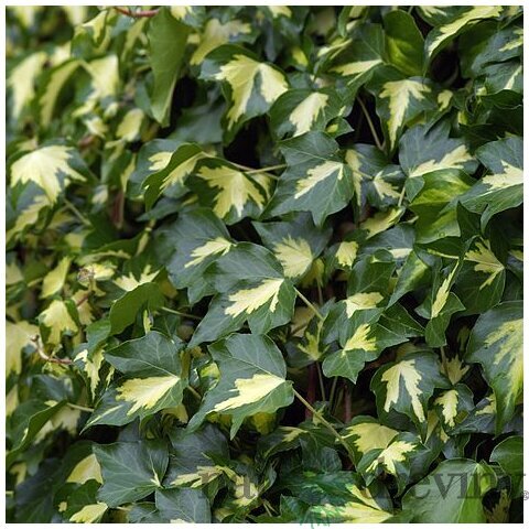 Brečtan popínavý Goldheart, 50/70 cm, v črepníku 2l Hedera helix Goldheart