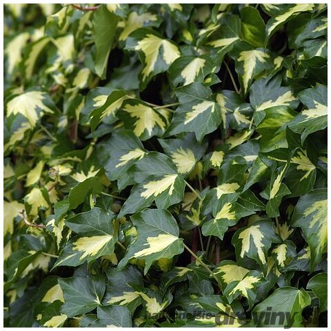 Brečtan popínavý Goldheart, 50/70 cm, v črepníku 2l Hedera helix Goldheart