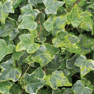 Brečtan popínavý Kolibri, výška 80/100 cm, v črepníku Hedera helix