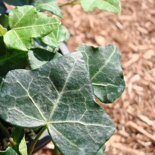 Brečtan popínavý Plattensee, výška 80/100 cm, v črepníku Hedera helix