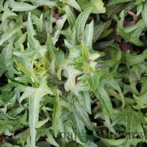 Brečtan popínavý Sagittifolia 50/70 cm, v črepníku 2l Hedera helix ‘Sagittifolia‘