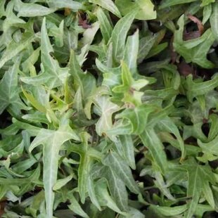 Brečtan popínavý Sagittifolia 50/70 cm, v črepníku 2l Hedera helix ‘Sagittifolia‘