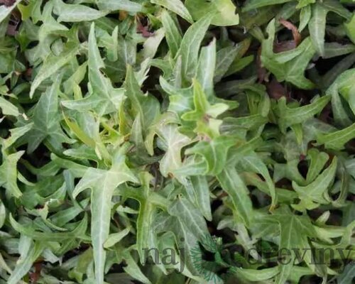 Brečtan popínavý Sagittifolia 50/70 cm, v črepníku 2l Hedera helix ‘Sagittifolia‘
