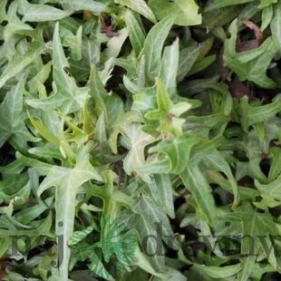 Brečtan popínavý Sagittifolia 50/70 cm, v črepníku 2l Hedera helix ‘Sagittifolia‘