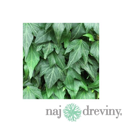 Brečtan popínavý Woerner 50/70 cm, v črepníku 2l Hedera helix ‘Woerner‘