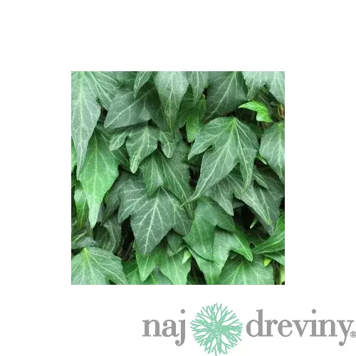 Brečtan popínavý Woerner 50/70 cm, v črepníku 2l Hedera helix ‘Woerner‘