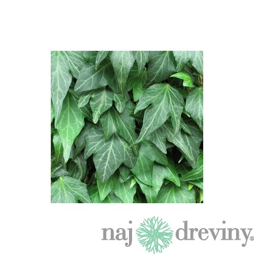 Brečtan popínavý Woerner 50/70 cm, v črepníku 2l Hedera helix ‘Woerner‘