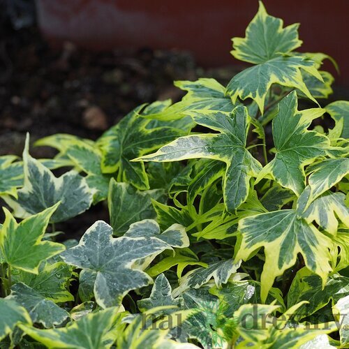 Brečtan Yellow Ripple, výška 80/100 cm, v črepníku Hedera helix Harald