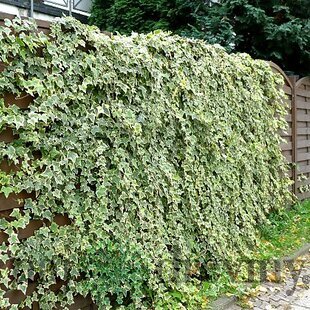 Brečtan Yellow Ripple, výška 80/100 cm, v črepníku Hedera helix Harald