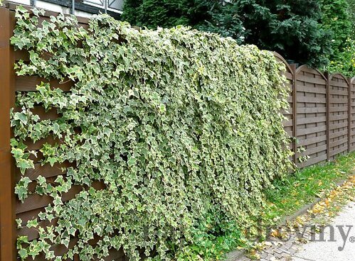 Brečtan Yellow Ripple, výška 80/100 cm, v črepníku Hedera helix Harald