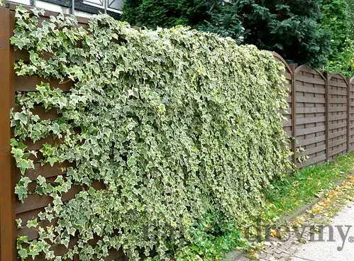 Brečtan Yellow Ripple, výška 80/100 cm, v črepníku Hedera helix Harald