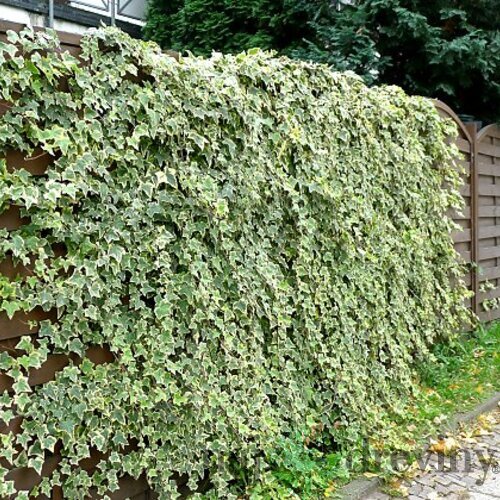 Brečtan Yellow Ripple, výška 80/100 cm, v črepníku Hedera helix Harald