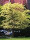 Brest drobnolistý Geisha, Ulmus parvifolia na kmienku 120 cm, celková výška 200/250 cm  črepniku 15l Ulmus parvifolia ‘Geisha’