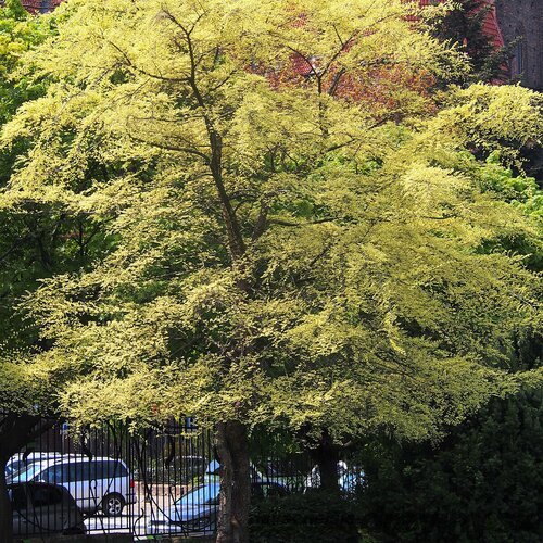 Brest drobnolistý Geisha, Ulmus parvifolia na kmienku 120 cm, celková výška 200/250 cm  črepniku 15l Ulmus parvifolia ‘Geisha’