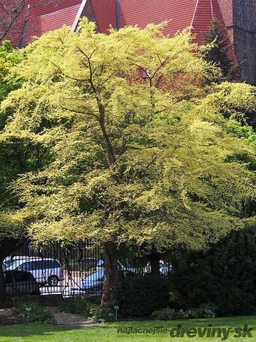 Brest drobnolistý Geisha, Ulmus parvifolia na kmienku 120 cm, celková výška 200/250 cm  črepniku 15l Ulmus parvifolia ‘Geisha’