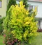 Brest holandský Wredei 160/200 cm v kvetináči Ulmus hollandica Wredei