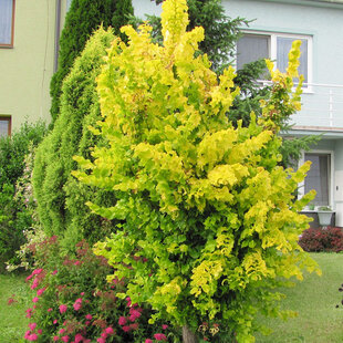 Brest holandský Wredei 160/200 cm v kvetináči Ulmus hollandica Wredei