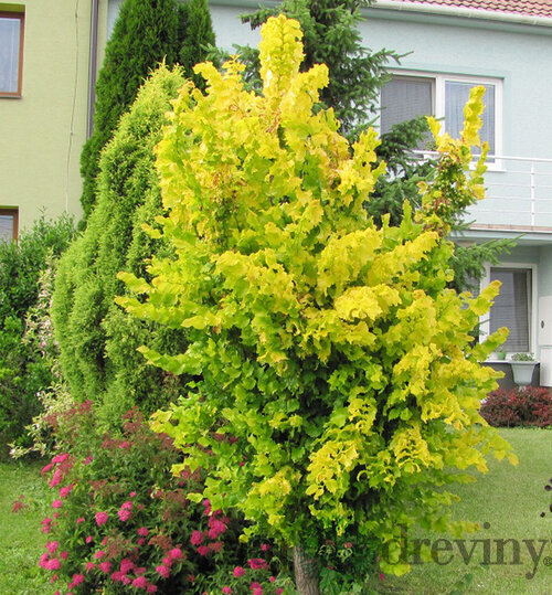 Brest holandský Wredei 160/200 cm v kvetináči Ulmus hollandica Wredei