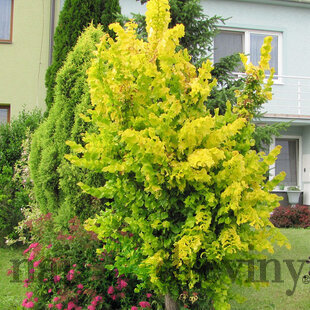 Brest holandský Wredei 160/200 cm v kvetináči Ulmus hollandica Wredei