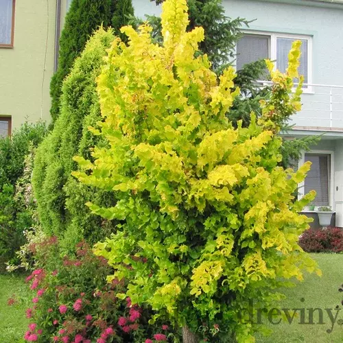 Brest holandský Wredei 160/200 cm v kvetináči Ulmus hollandica Wredei