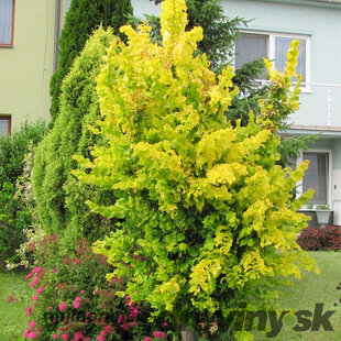 Brest holandský Wredei 160/200 cm v kvetináči Ulmus hollandica Wredei
