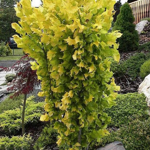 Brest holandský Wredei na kmienku 130/150 cm, v črepníku Ulmus hollandica Wredei