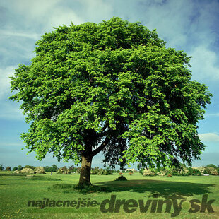 Brest Horský obvod kmienku 6/8 cm, výška 250/300 cm, v koreňovom bale Ulmus Glabra