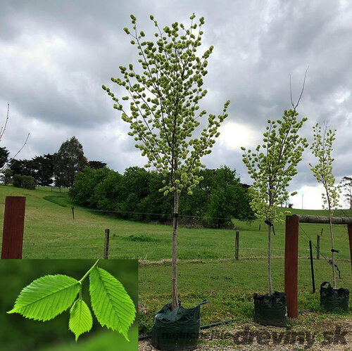 Brest Horský Pendula, výška 180/220 cm v črepníku Ulmus Glabra Pendula