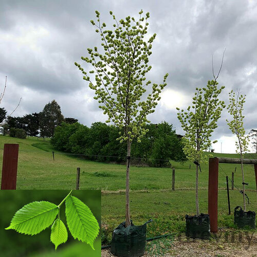 Brest Horský Pendula, výška 180/220 cm v črepníku Ulmus Glabra Pendula