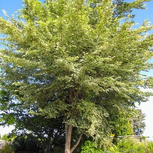 Brest hrabolistý ´Argenteovariegata, výška 220/260 cm, v črepníku 15l Ulmus minor ‘Argenteovariegata‘