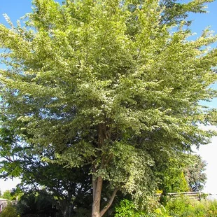 Brest hrabolistý ´Argenteovariegata, výška 220/260 cm, v črepníku 15l Ulmus minor ‘Argenteovariegata‘
