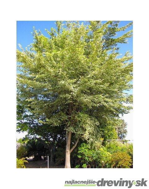 Brest hrabolistý ´Argenteovariegata, výška 220/260 cm, v črepníku 15l Ulmus minor ‘Argenteovariegata‘