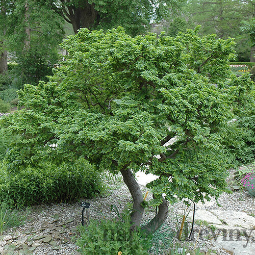 Brest hrabolistý JACQUELINE HILLIER na kmienku 50/70 cm, v črepníku 7,5l Ulmus minor ‘JACQUELINE HILLIER‘