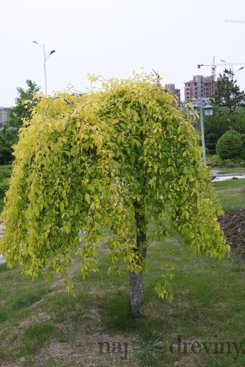 Brest sibírsky Aurea na kmienku 160/180 cm, v črepníku 7,5l Ulmus pumila ‘Aurea‘