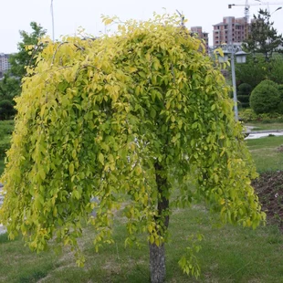 Brest sibírsky Aurea na kmienku 160/180 cm, v črepníku 7,5l Ulmus pumila ‘Aurea‘