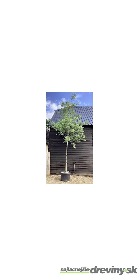 Brestovec južný na kmienku 180/200 obvod 8/10 v črepníku 30l Celtis Australis