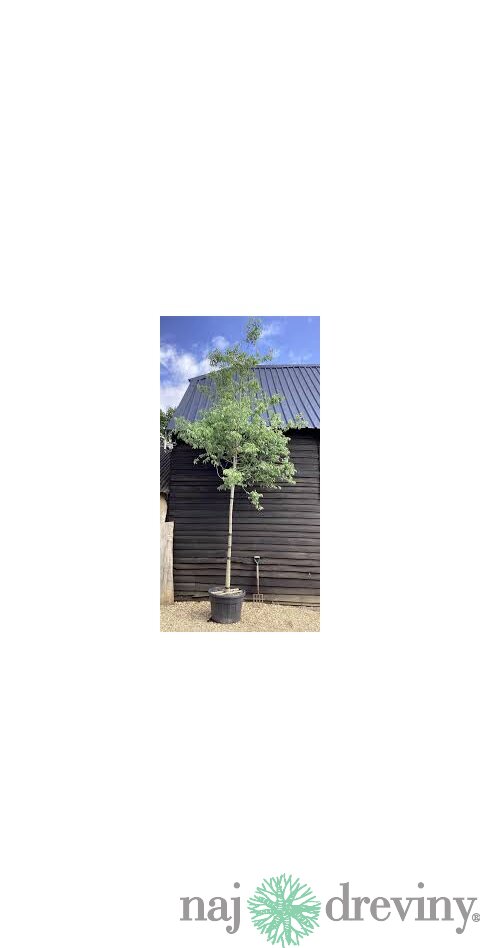 Brestovec južný na kmienku 180/200 obvod 8/10 v črepníku 30l Celtis Australis