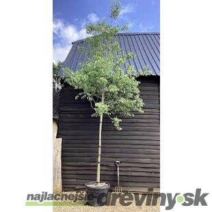 Brestovec južný na kmienku 180/200 obvod 8/10 v črepníku 30l Celtis Australis