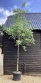 Brestovec južný na kmienku 180/200 obvod 8/10 v črepníku 30l Celtis Australis