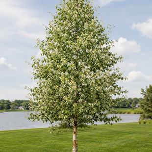 Breza čierna Shiloh Splash výška 80/100cm, v črepníku Betula Nigra