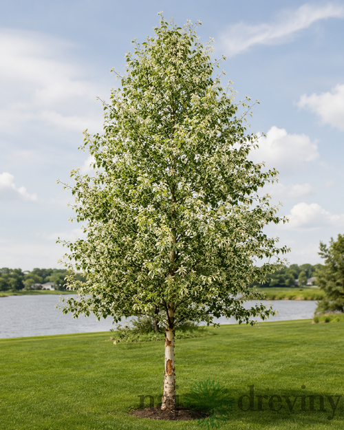 Breza čierna Shiloh Splash výška 80/100cm, v črepníku Betula Nigra