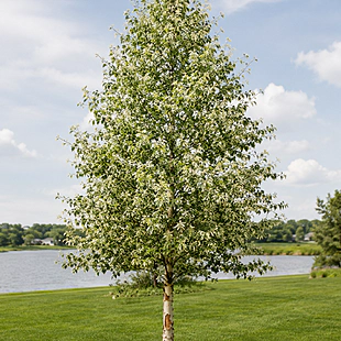 Breza čierna Shiloh Splash výška 80/100cm, v črepníku Betula Nigra