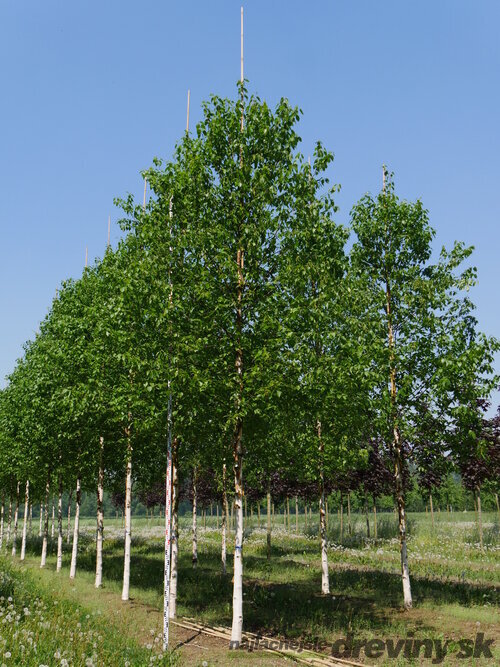 Breza čínska Fascination stlpovitá, výška 150/200 cm, v črepníku 10l Betula Jacquemontii