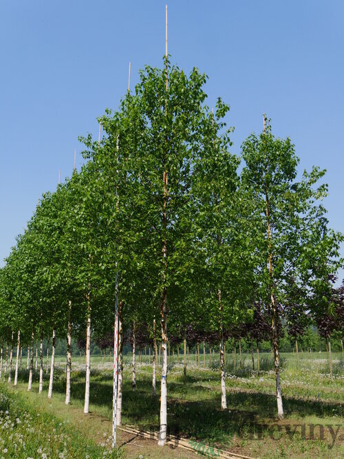 Breza čínska Fascination stlpovitá, výška 150/200 cm, v črepníku 10l Betula Jacquemontii