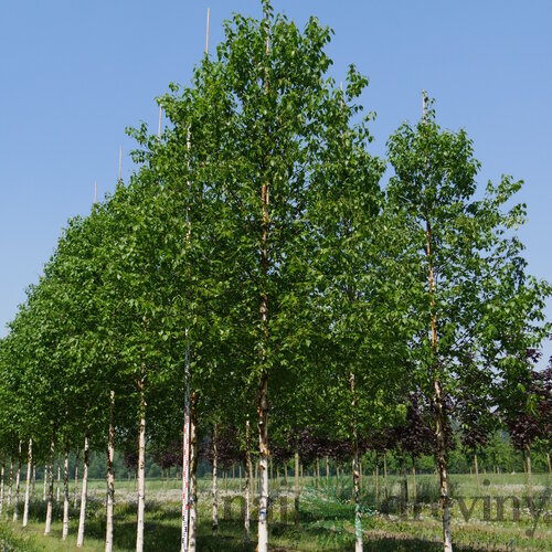 Breza čínska Fascination stlpovitá, výška 150/200 cm, v črepníku 10l Betula Jacquemontii