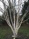 Breza himalájska Doorenbos viackmenná, výška 180/220 cm, v kvetináči Betula Utilis Doorenbos