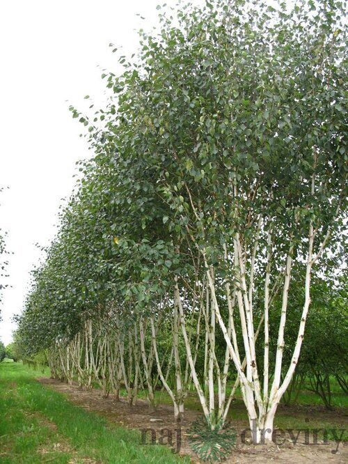 Breza himalájska Doorenbos viackmenná, výška 180/220 cm, v kvetináči Betula Utilis Doorenbos