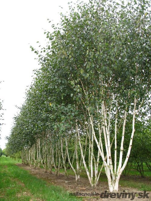 Breza himalájska Doorenbos viackmenná, výška 180/220 cm, v kvetináči Betula Utilis Doorenbos