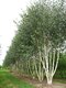 Breza himalájska Doorenbos viackmenná, výška 180/220 cm, v kvetináči Betula Utilis Doorenbos